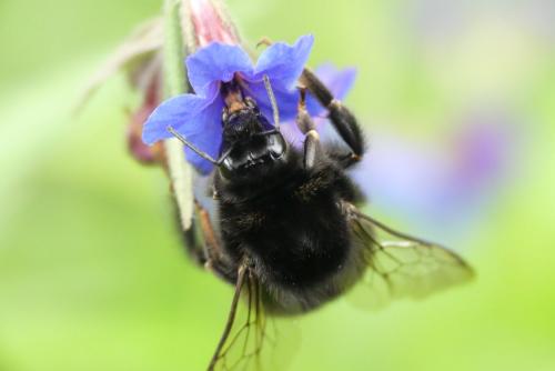 Bombus lapidarius